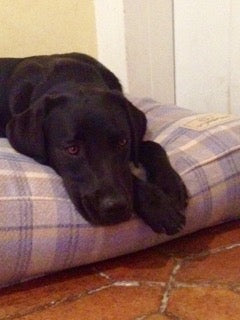 HAVE JUST GOT TO SAY THE DOG BEDS ARE SUCH A SUCCESS!